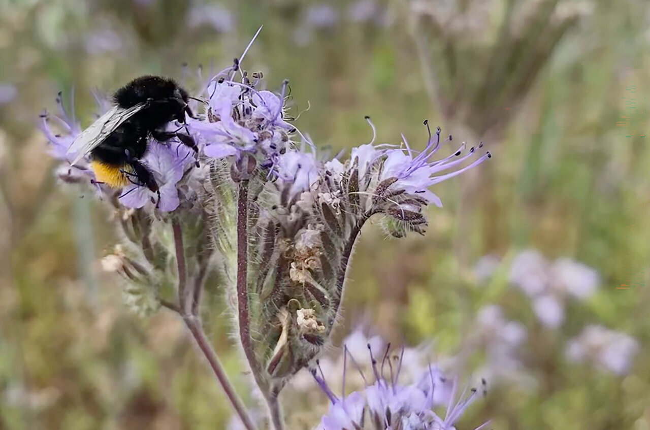 Red-tailed bumblebees found to be key hosts for dangerous bee virus