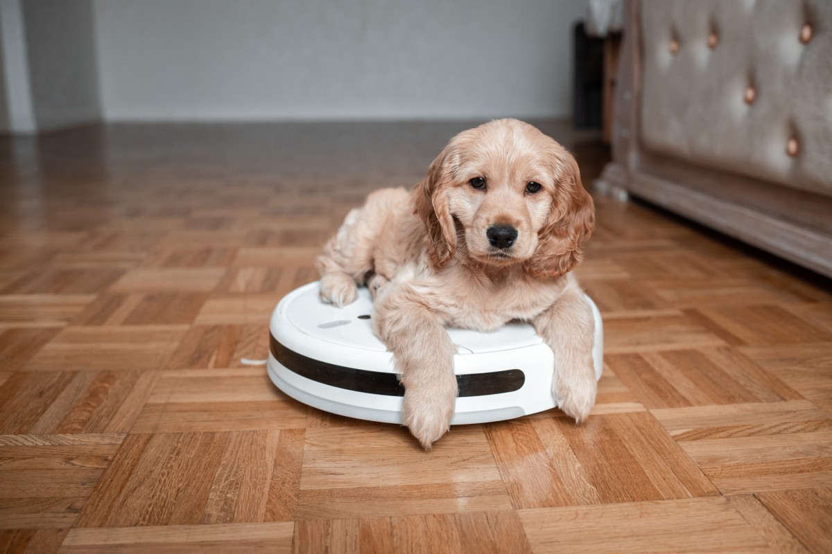 Discover how the Roomba Max 705 transforms pet hair cleanup for shedding homes